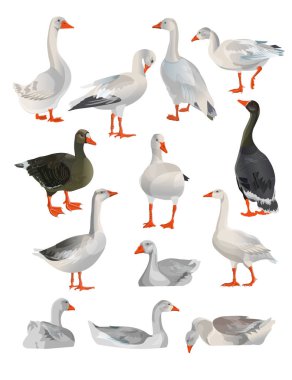 Set of vector geese clipart