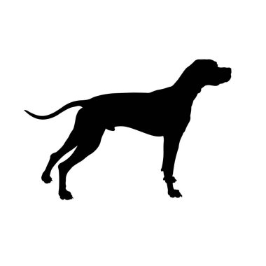 İngiliz pointer siluet