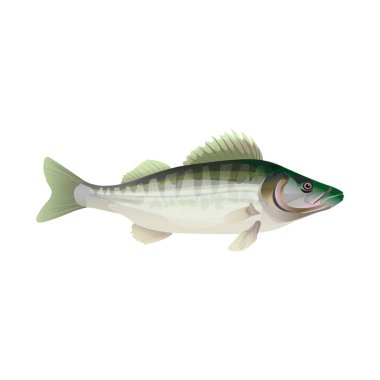 Taze pike levrek