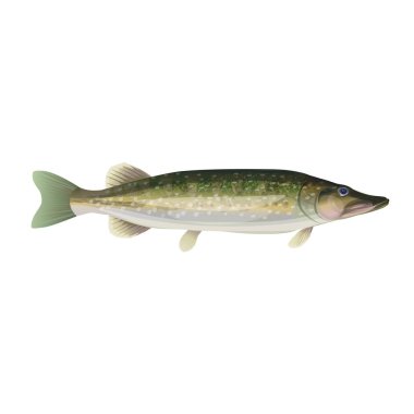 Kuzey Pike vektör