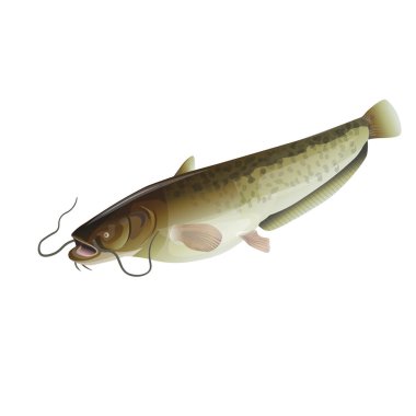 Yayın balığı vektör