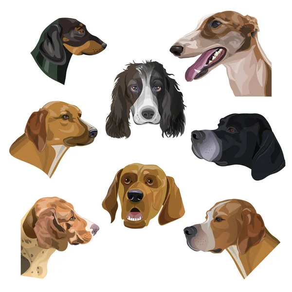Portrety z polowania psów głowy — Wektor stockowy