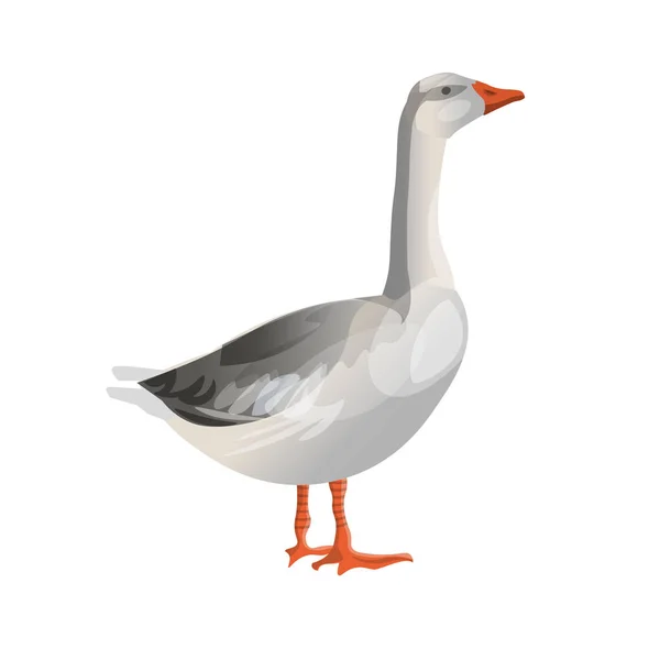 Grey goose standing — Stock Vector