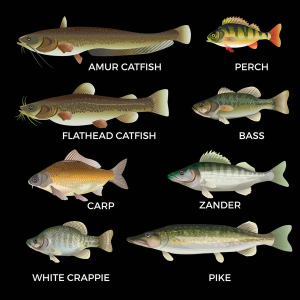 Especies de peces de agua dulce — Archivo Imágenes Vectoriales