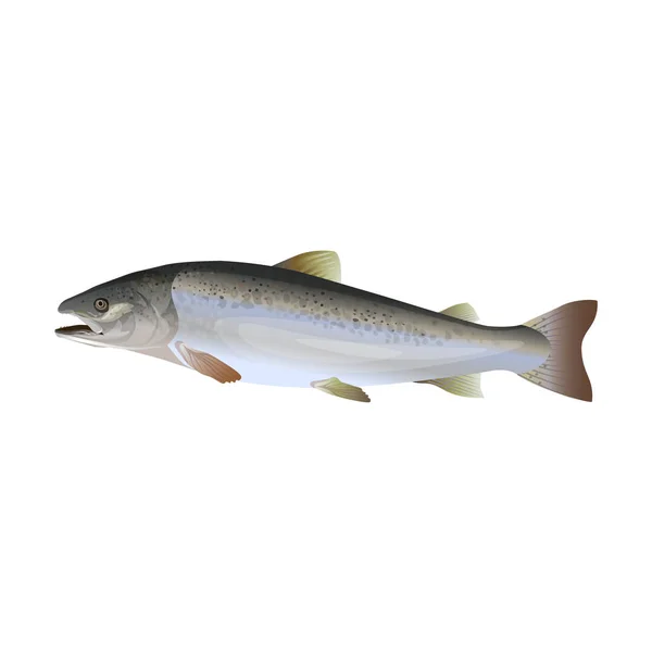 Atlantic salmon vektor — Stock vektor