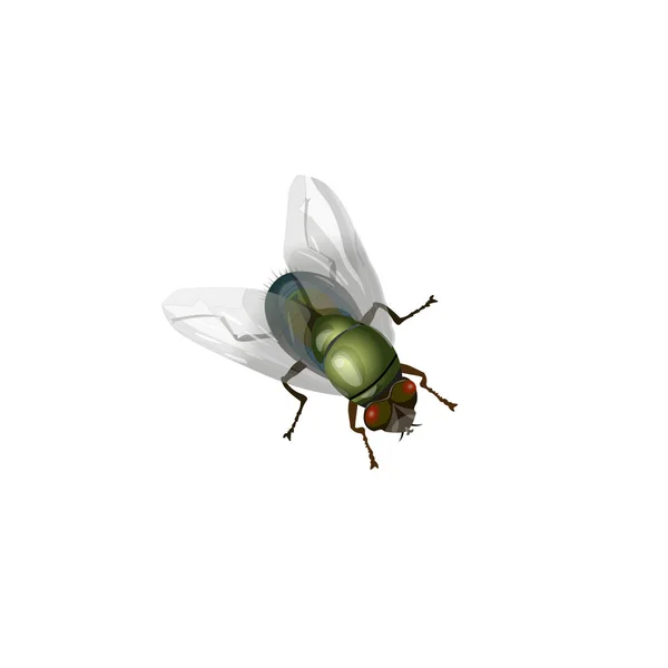 Vecteur de mouche domestique — Image vectorielle