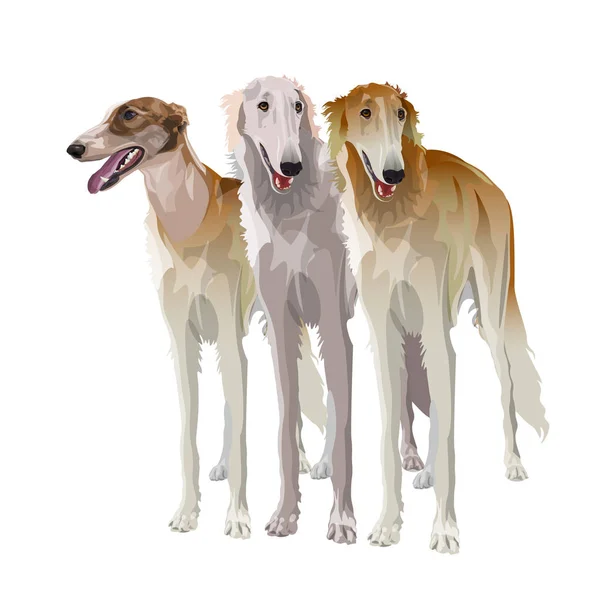 Três cães sighthound — Vetor de Stock