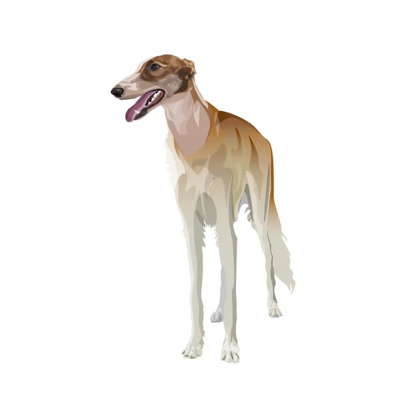 Sighthound köpek vektör — Stok Vektör