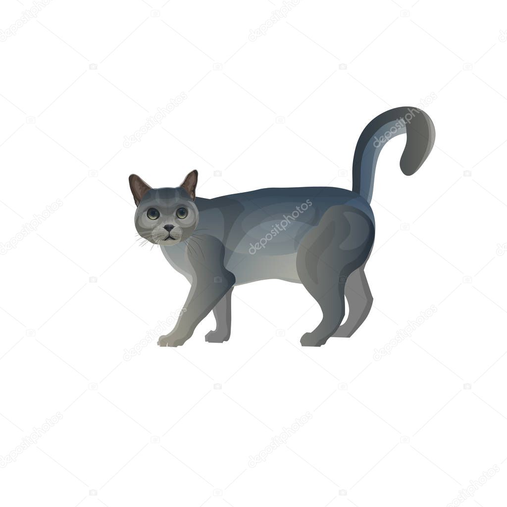Grey cat with tail up