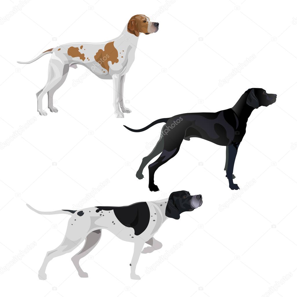 English pointer dogs