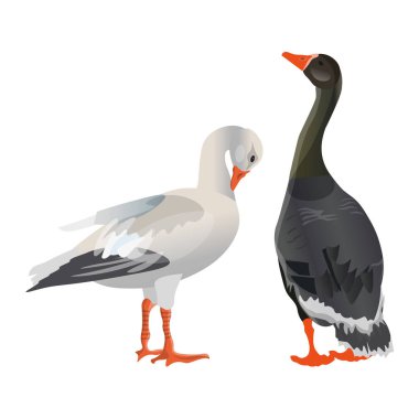 Grey and white geese clipart