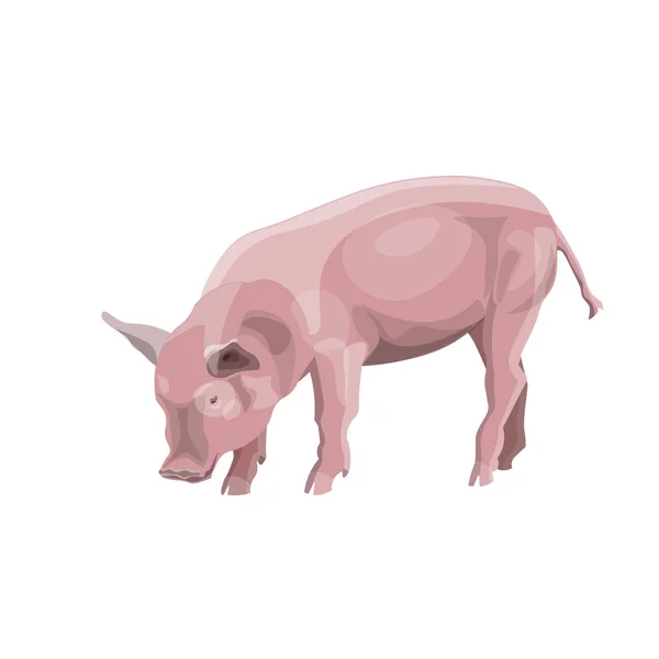 Porc Rose Domestique Illustration Vectorielle Isolée Sur Fond Blanc — Image vectorielle