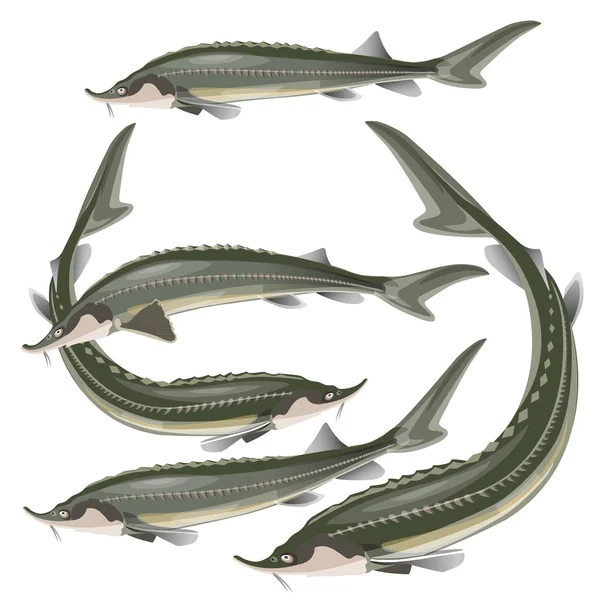 Conjunto de peixes de esturjão — Vetor de Stock