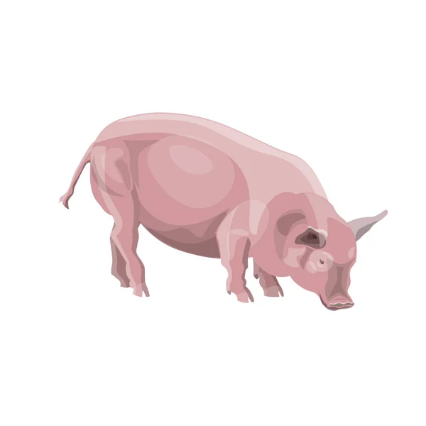 Vecteur porcin domestique — Image vectorielle