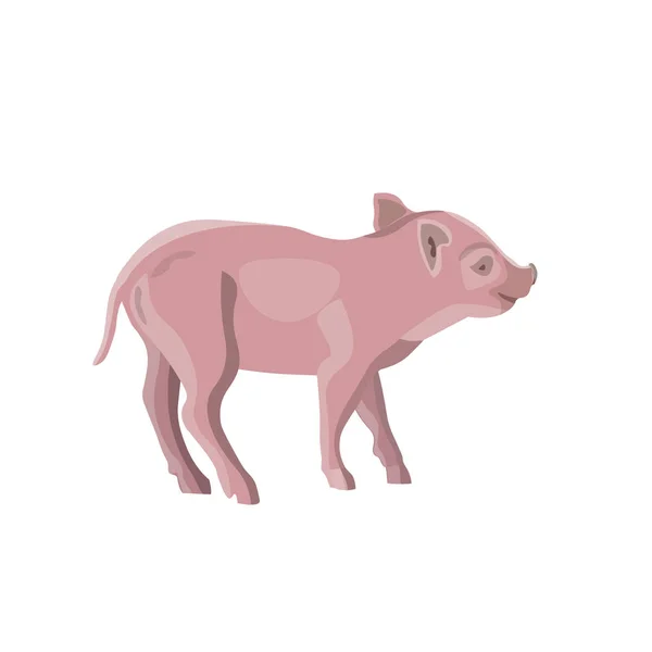 Domestic piglet vector — Stock Vector