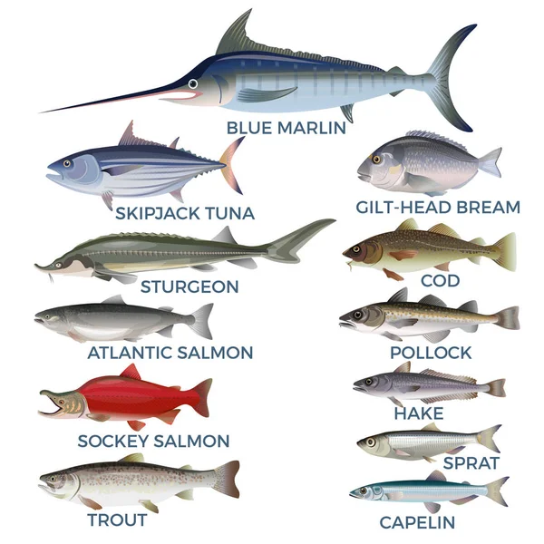 商業魚種 — ストックベクタ
