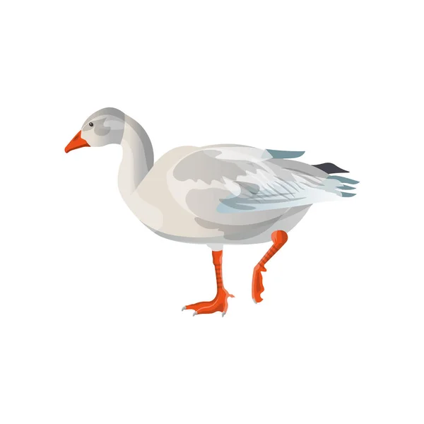 Snow goose vector — Stock Vector