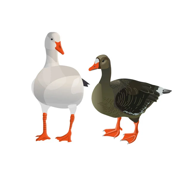 Grey and white geese — Stock Vector