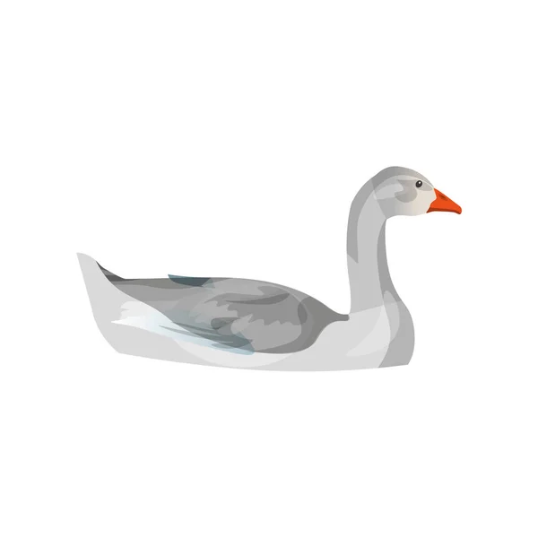 Grey goose z pływania — Wektor stockowy