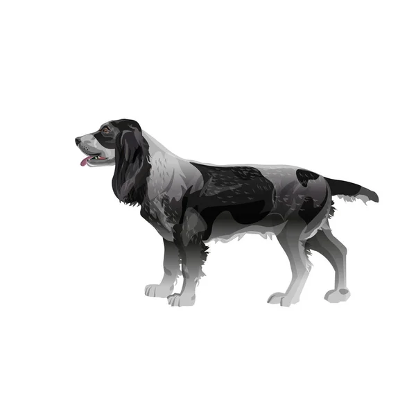 Englischer springer spaniel — Stockvektor