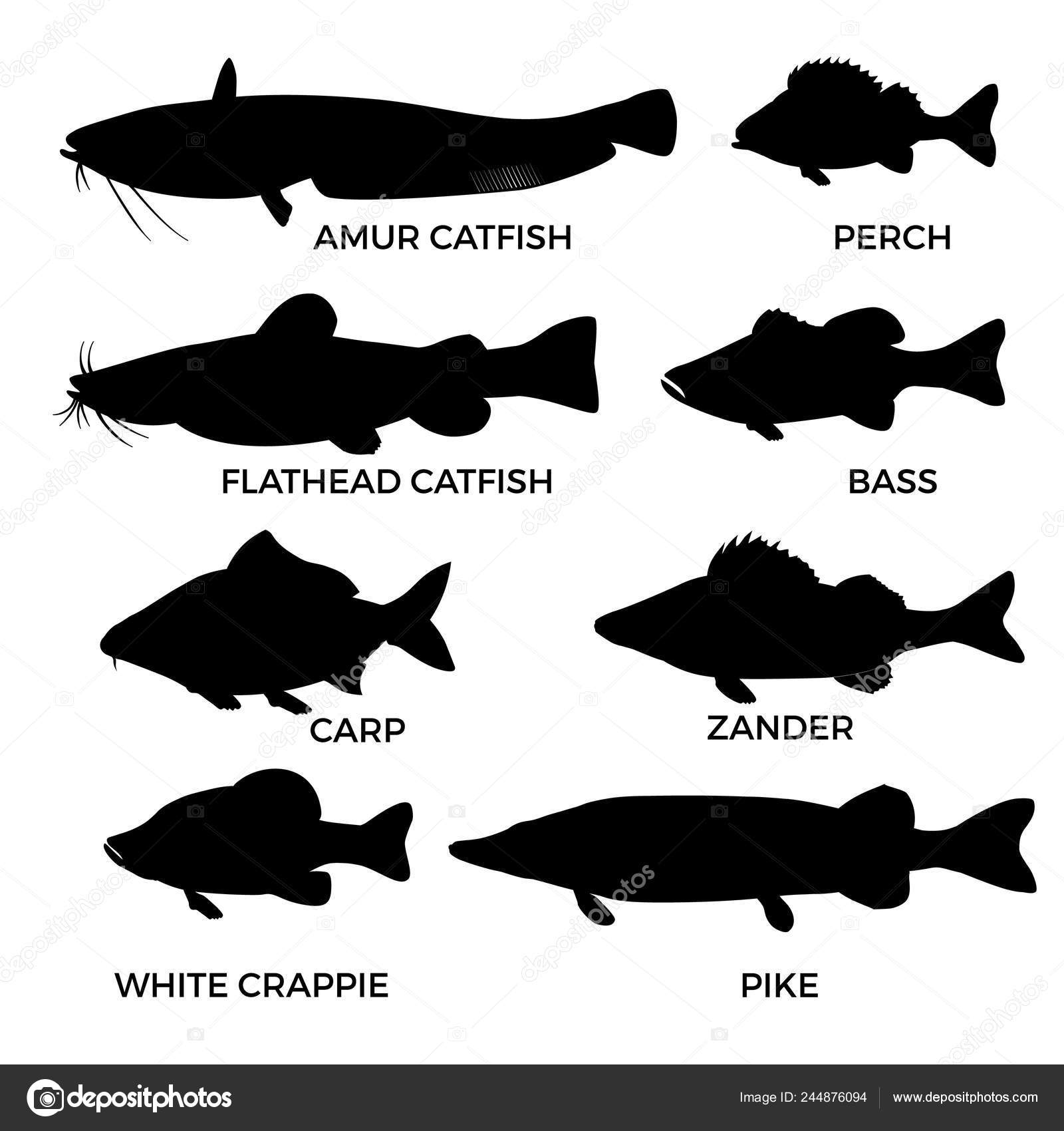 Download 314 Crappie Vector Images Free Royalty Free Crappie Vectors Depositphotos