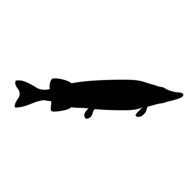 Pike balık siluet