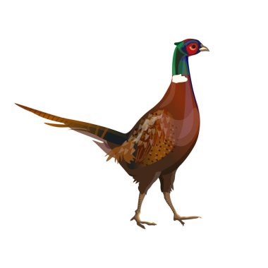 Male ring-necked pheasant clipart