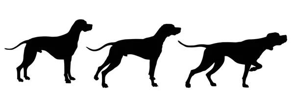 Set of English pointer silhouettes — Stock Vector