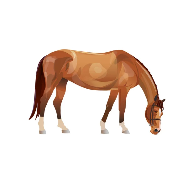 Grazing horse vector — Stock Vector