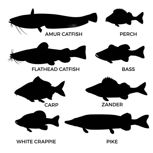 Siluetter av sötvatten fiskar — Stock vektor