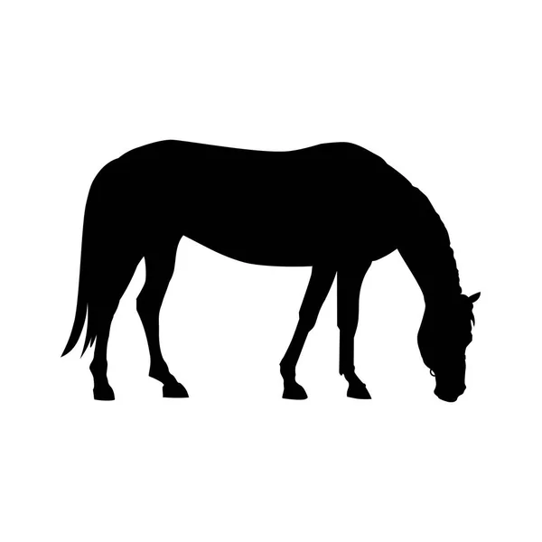 Vettore del cavallo al pascolo — Vettoriale Stock