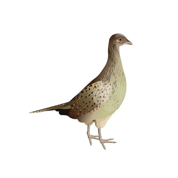 Female pheasant vector — Stock Vector