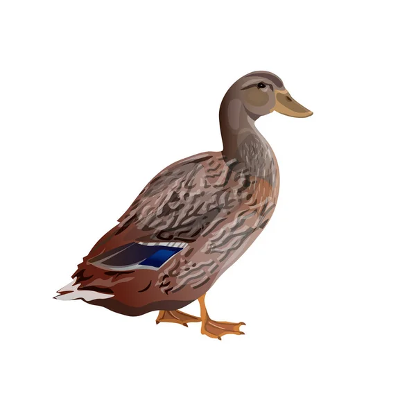 Female wild duck — Stock Photo, Image