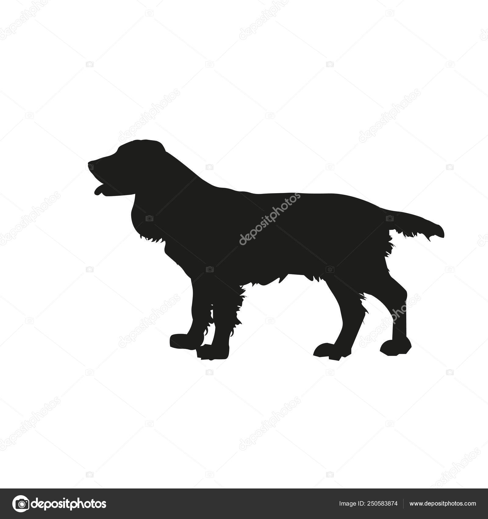 English springer spaniel Stock Vector by ©newgena 250583874