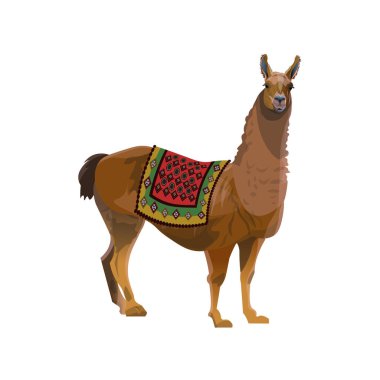 Lama bir battaniye ile