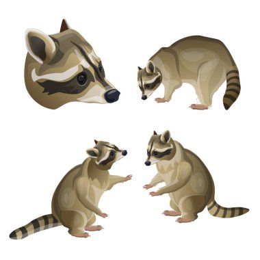 Set of vector raccoons clipart