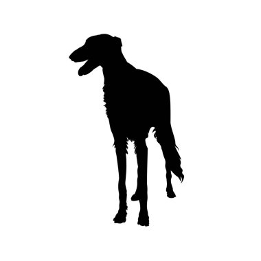 Sighthound köpek vektör