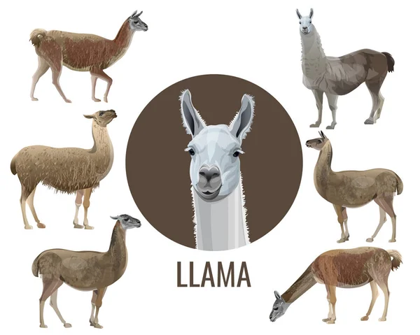 Set van vector Lamas — Stockvector