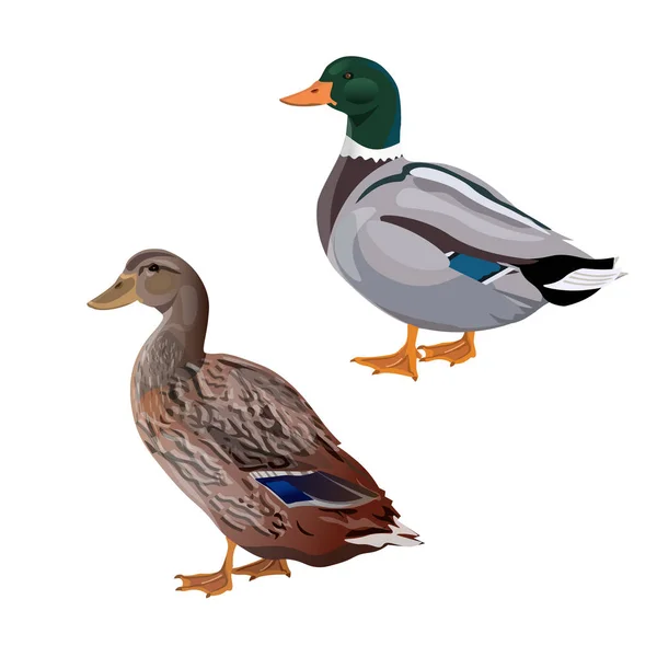 Pato mallard macho e fêmea — Vetor de Stock