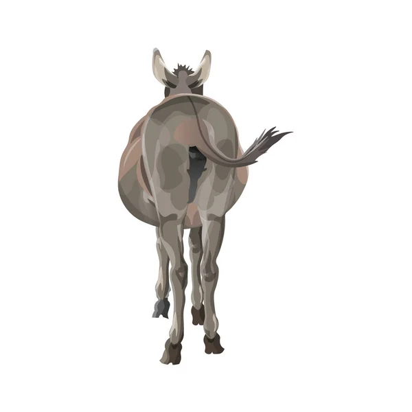 Donkey butt vector — Stock Vector