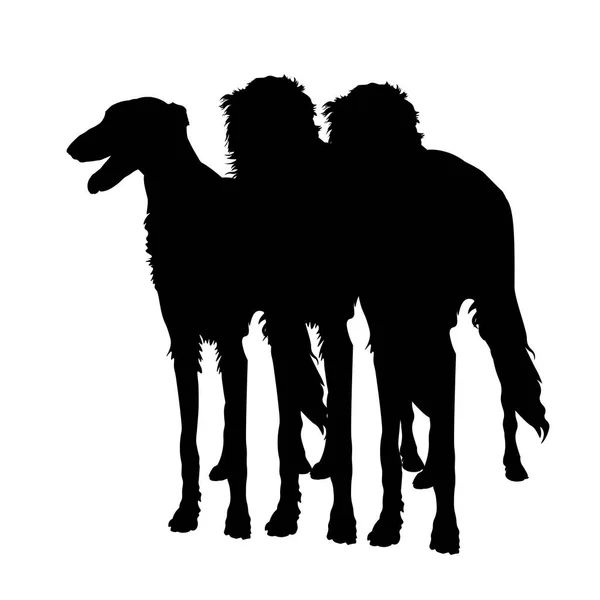 Üç sighthound köpek — Stok Vektör
