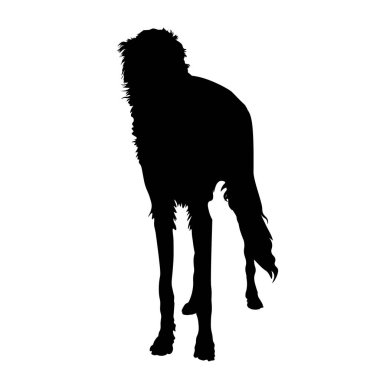Rus borzoi köpek