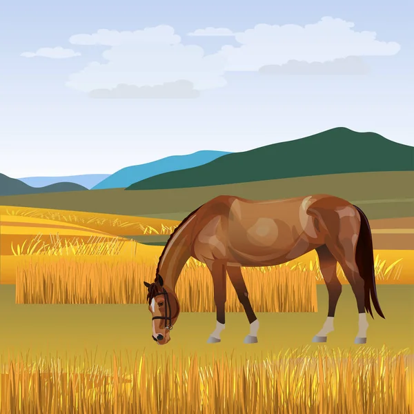 Caballo pastoreo vector — Vector de stock