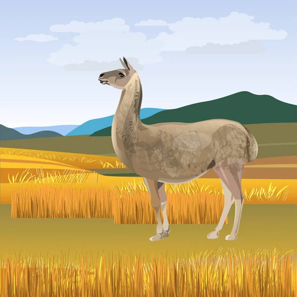 Vecteur de pâturage Lama — Image vectorielle