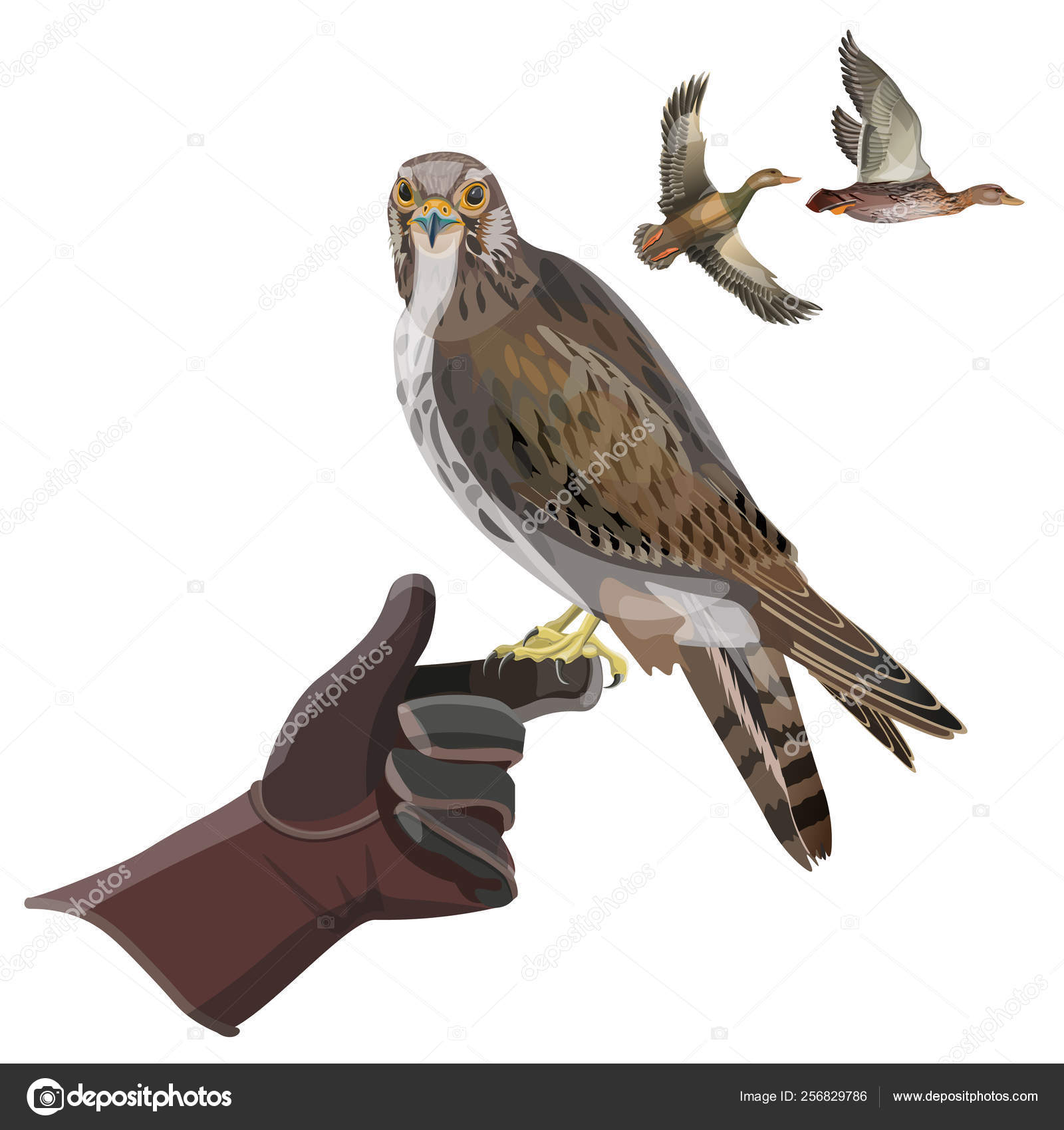 シロハヤブサストックベクター ロイヤリティフリーシロハヤブサイラスト Depositphotos シロハヤブサストックベクター ロイヤリティフリーシロハヤブサイラスト Depositphotos