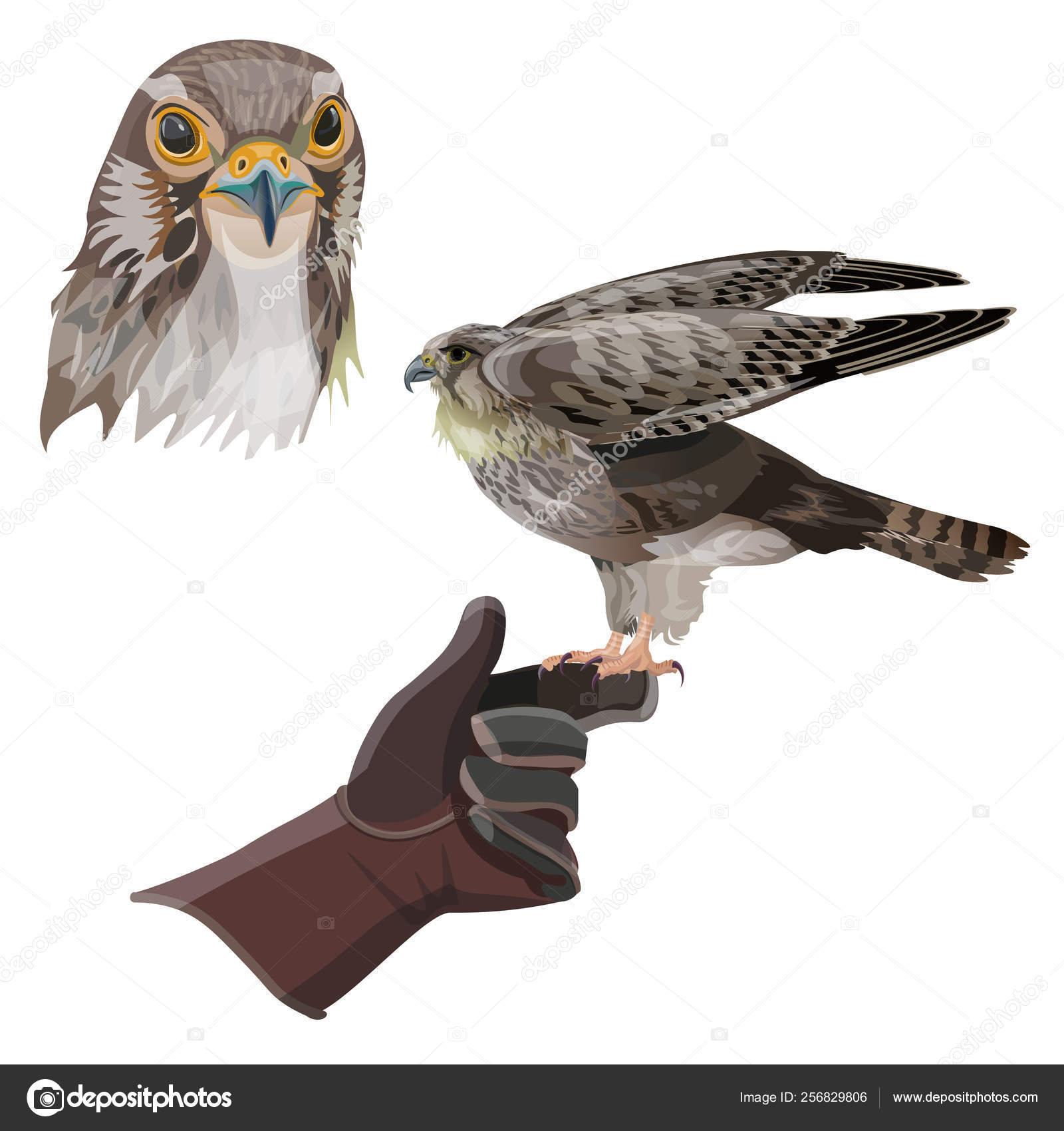 シロハヤブサストックベクター ロイヤリティフリーシロハヤブサイラスト Depositphotos シロハヤブサストックベクター ロイヤリティフリーシロハヤブサイラスト Depositphotos