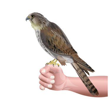 Avcılık Falcon vektör