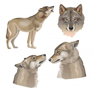 Vektör Gri kurtlar seti