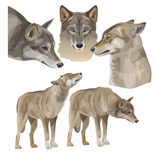 Σύνολο των γκρίζων λύκων του φορέα — Διανυσματικό Αρχείο
