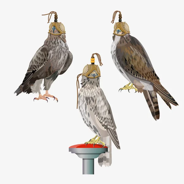 Vettore set di falconeria — Vettoriale Stock